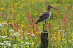Grutto (Limosa limosa), op paaltje, Arkemheen